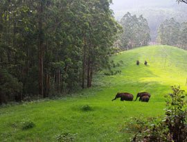 Mesmerizing Munnar tour package